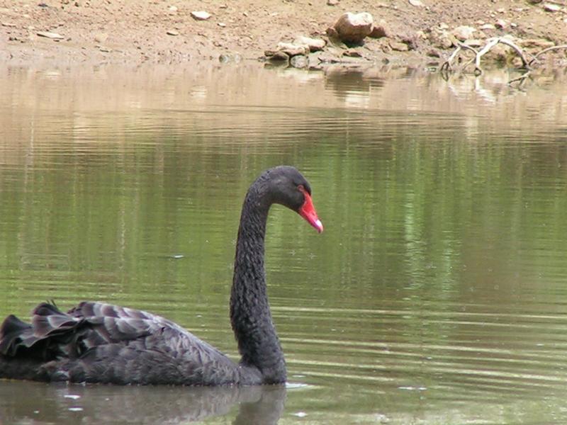 Ride a Black Swan